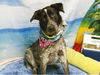 adoptable Dog in  named MR DARCY