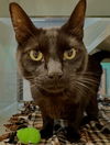 adoptable Cat in Placerville, CA named CALEB