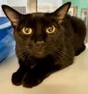 adoptable Cat in Placerville, CA named DAIMLER
