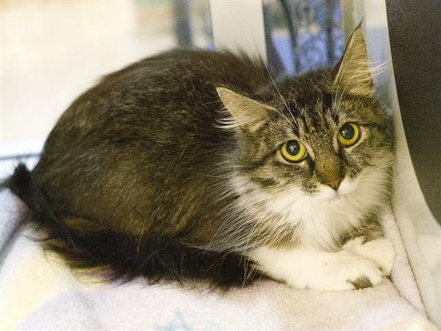 adoptable Cat in Placerville, CA named CHARMAINE