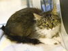 adoptable Cat in Placerville, CA named CHARMAINE