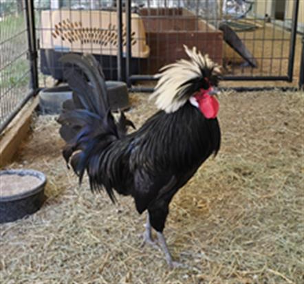 adoptable Chicken in Placerville, CA named ELVIS