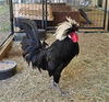 adoptable Chicken in Placerville, CA named ELVIS