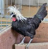 adoptable Chicken in Placerville, CA named JERRY LEE LEWIS