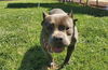 adoptable Dog in Placerville, CA named KODA