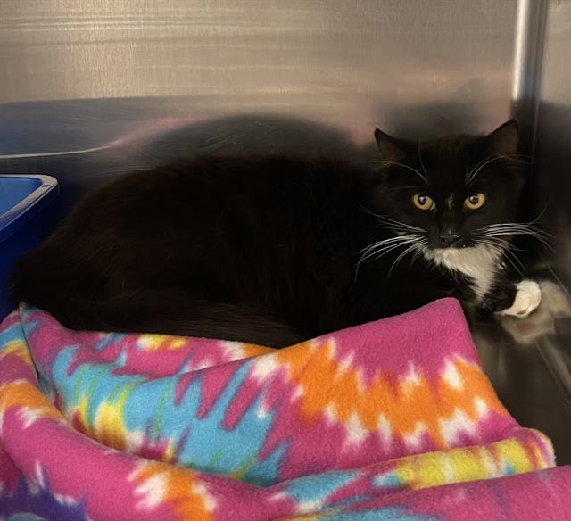 adoptable Cat in Placerville, CA named ALYSSA
