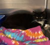 adoptable Cat in  named ALYSSA