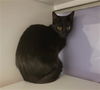 adoptable Cat in Placerville, CA named KITTY