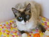 adoptable Cat in Placerville, CA named MAYA