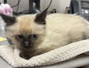 adoptable Cat in  named BANDIT
