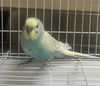 adoptable Bird in  named MARLEY
