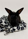 adoptable Rabbit in  named OZZY