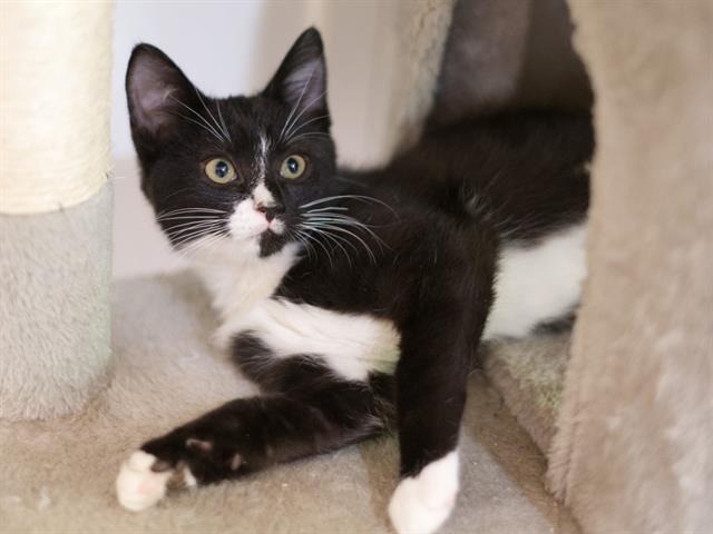 adoptable Cat in Placerville, CA named APOLLO
