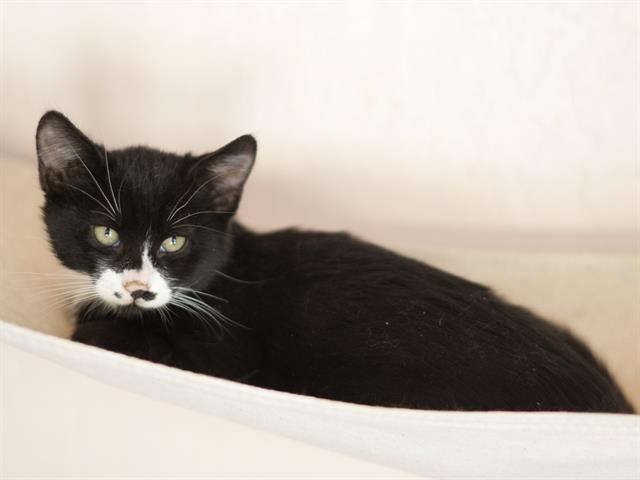 adoptable Cat in Placerville, CA named ALBIE