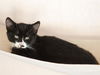 adoptable Cat in  named ALBIE