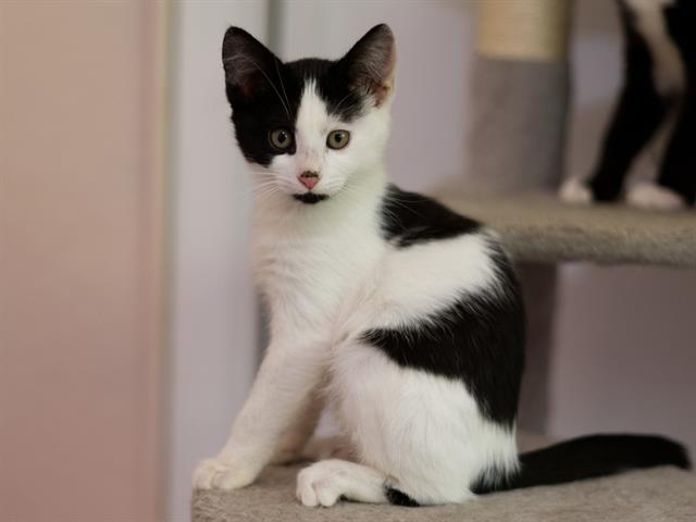 adoptable Cat in Placerville, CA named ANGEL