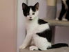 adoptable Cat in  named ANGEL