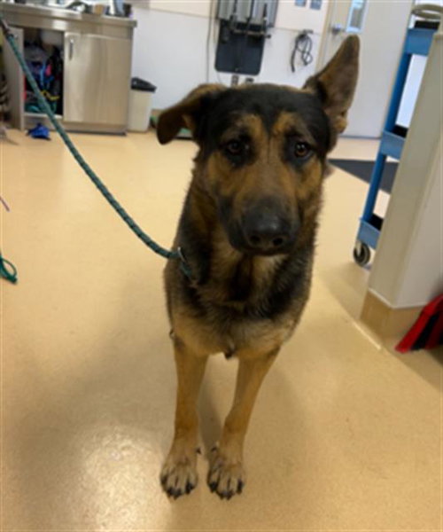 picture of the dog needing adoption