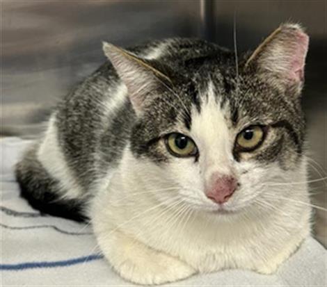 picture of the cat needing adoption