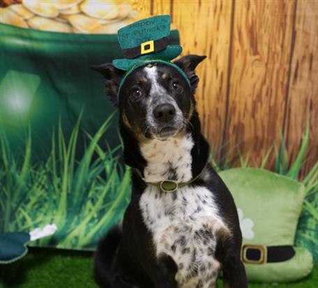 SPARROW, an adoptable Queensland Heeler in Placerville, CA
