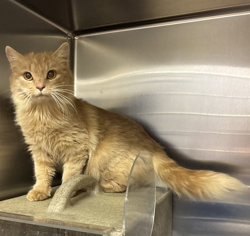 TNR-APPLE JACK, an adoptable Domestic Medium Hair in Placerville, CA