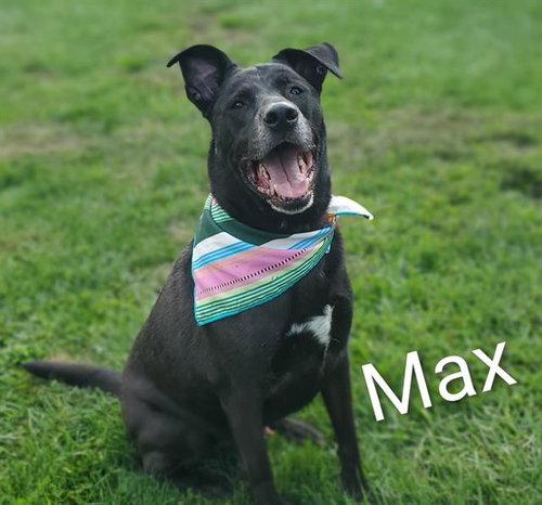 MAX, an adoptable Labrador Retriever in Placerville, CA