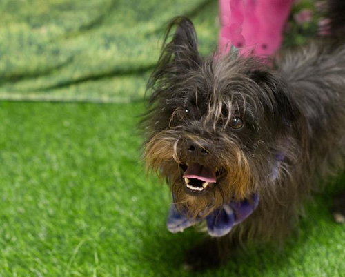 PINTO, an adoptable Terrier in Placerville, CA