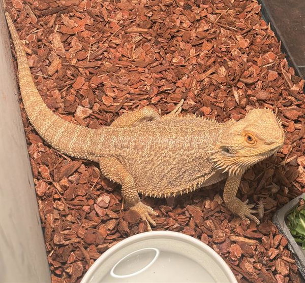 BEARDED DRAGON