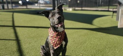 KRYPTO, an adoptable German Shepherd Dog in Placerville, CA