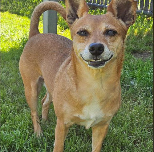 FRANCINE, an adoptable Chihuahua in Placerville, CA