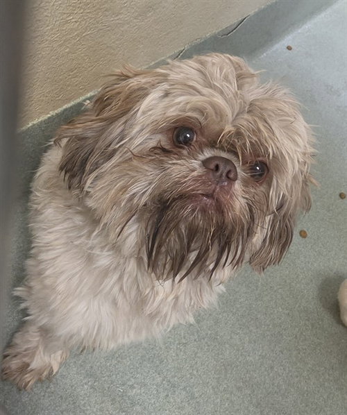 FRANKIE, an adoptable Shih Tzu in Placerville, CA