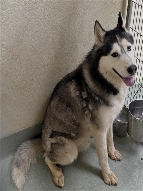 TATER, an adoptable Siberian Husky in Placerville, CA