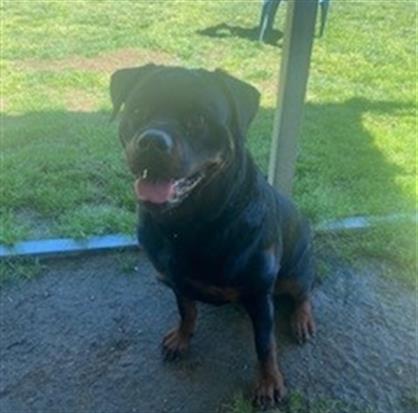 GRETA, an adoptable Rottweiler in Placerville, CA