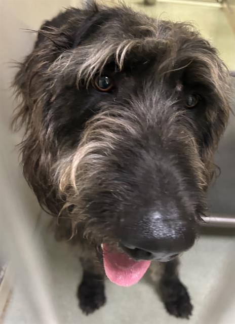 STAN LAUREL, an adoptable Poodle in Placerville, CA