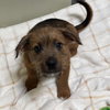 ANNABELLE - Photo 1