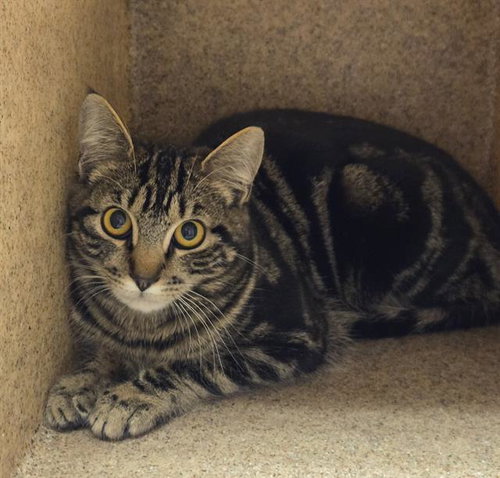 GARDEN-MITTENS, Young Domestic Short Hair (medium coat), cat for adoption in Citrus Heights, California