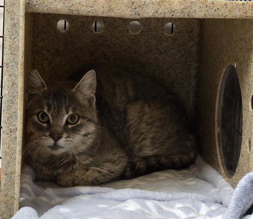 TNR-MOUSE, Young Domestic Short Hair (medium coat), cat for adoption in Citrus Heights, California