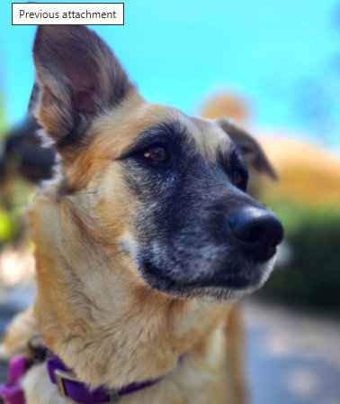 HAZEL, an adoptable German Shepherd Dog in Placerville, CA