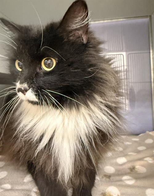 MITZIE, Adult Domestic Short Hair (medium coat), cat for adoption in Citrus Heights, California