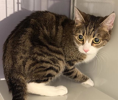 HIME, Adult Domestic Short Hair (medium coat), cat for adoption in Citrus Heights, California