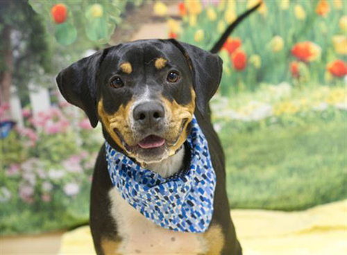 TAZ, an adoptable Hound in Placerville, CA