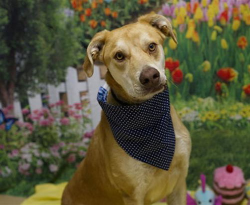 JASPER, an adoptable Labrador Retriever in Placerville, CA