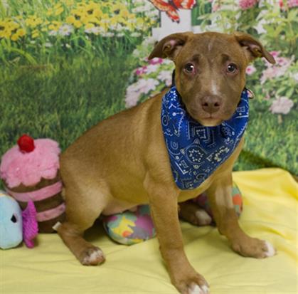 HAROLD, an adoptable Labrador Retriever in Placerville, CA