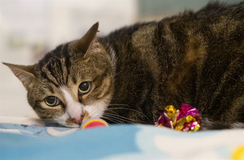 PARKER, an adoptable Domestic Short Hair in Placerville, CA