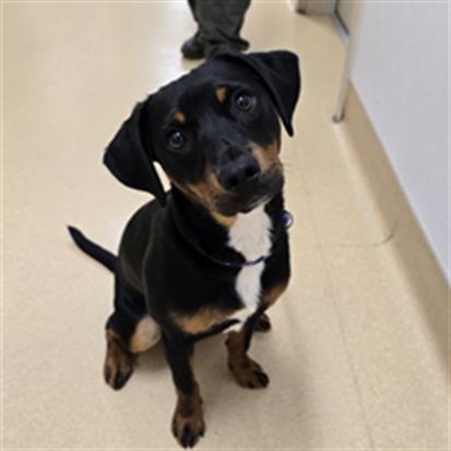 WILLY, an adoptable Terrier in Placerville, CA