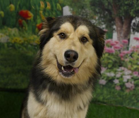 HANK, an adoptable Siberian Husky in Placerville, CA