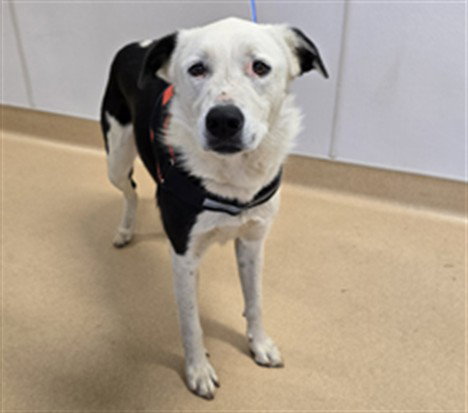 SALEM, an adoptable Border Collie in Placerville, CA