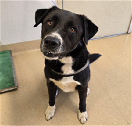 INDY, an adoptable Border Collie in Placerville, CA