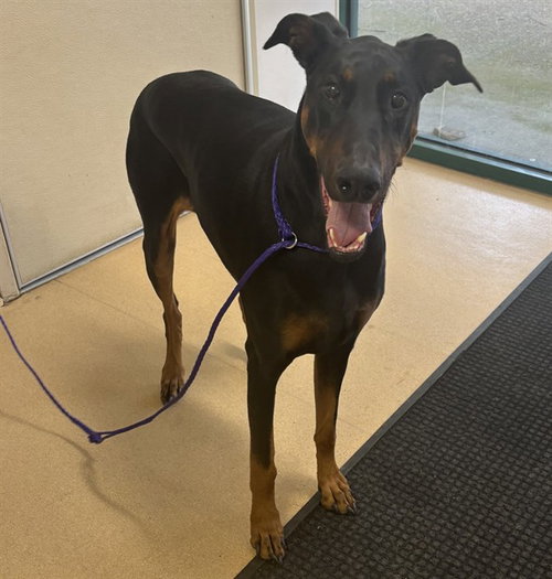 HARLEY, an adoptable Doberman Pinscher in Placerville, CA