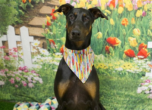 HARLEY, an adoptable Doberman Pinscher in Placerville, CA